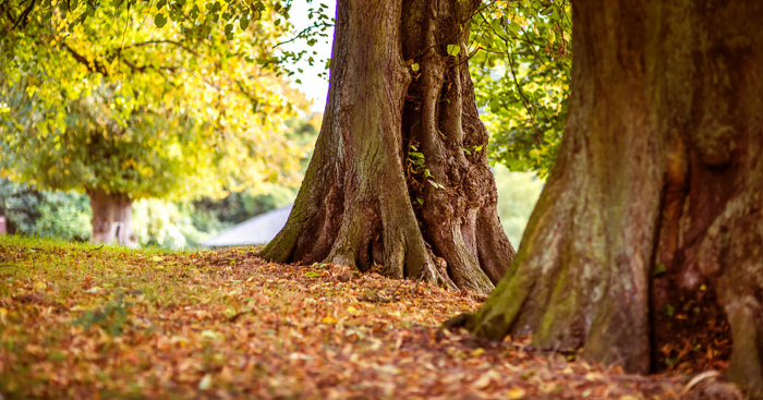 Autumn is the perfect season to visit Portugal's natural parks Autumn is the perfect season to visit Portugal's natural parks