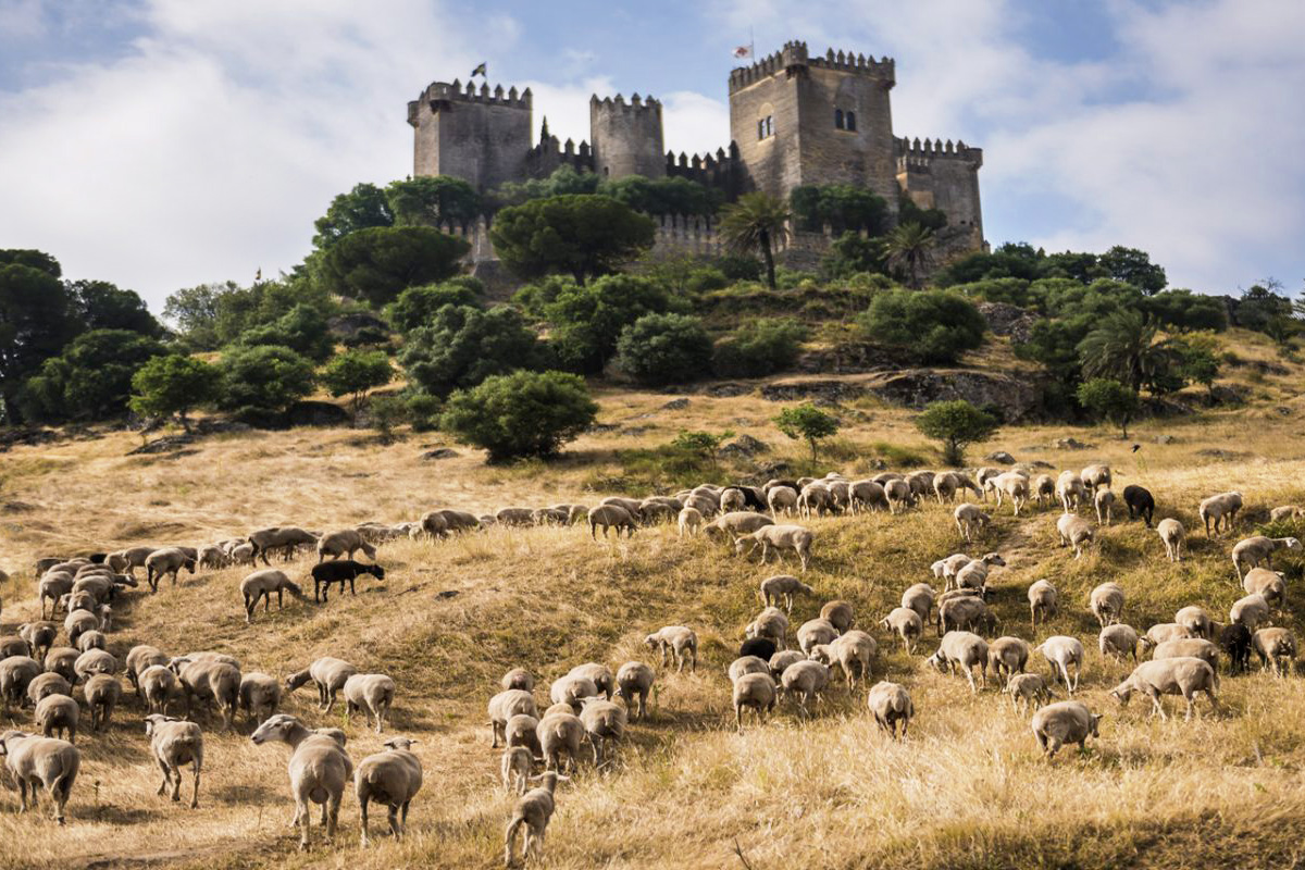 castillodealmodovar.com