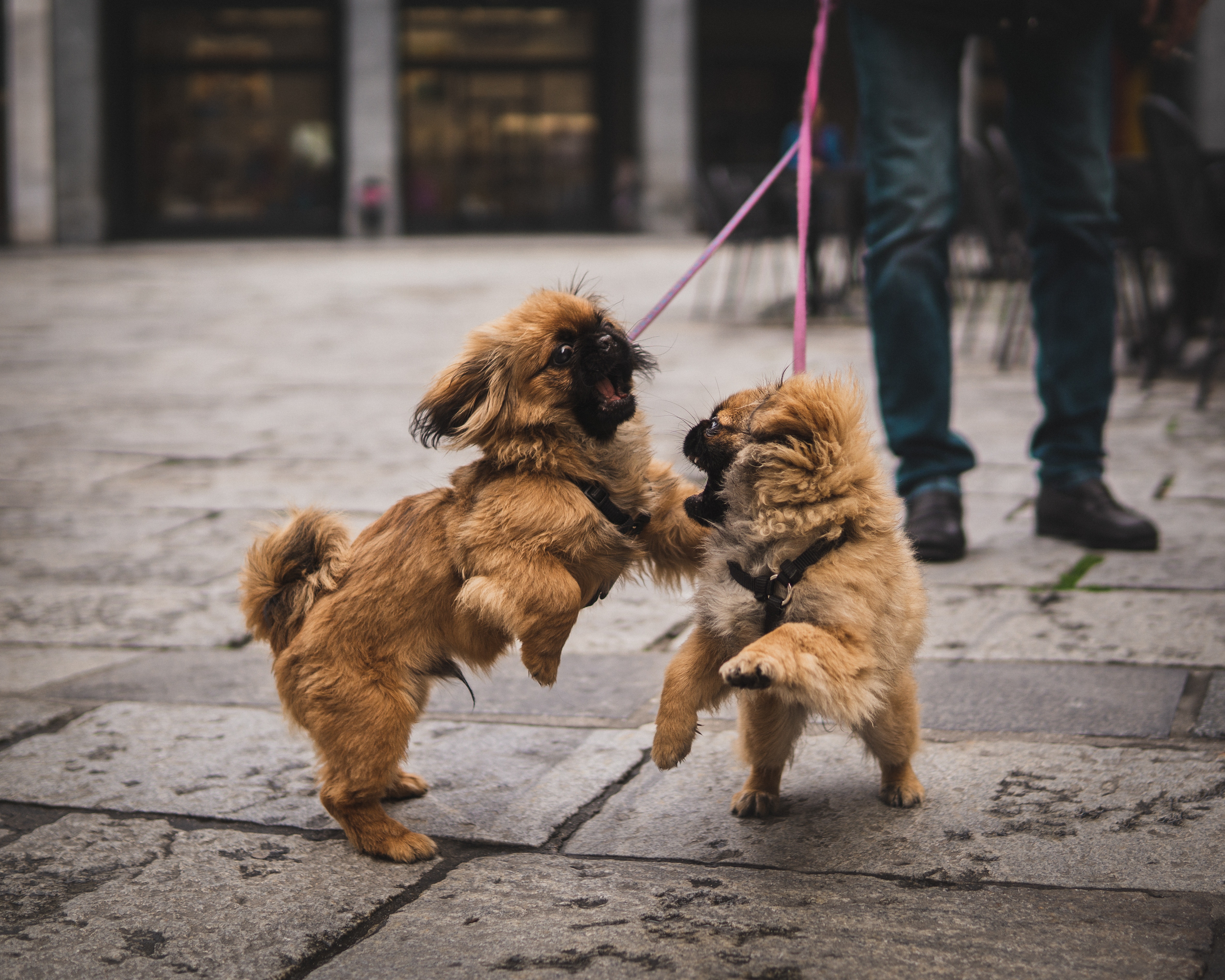 Collins Lesulie/Unsplash