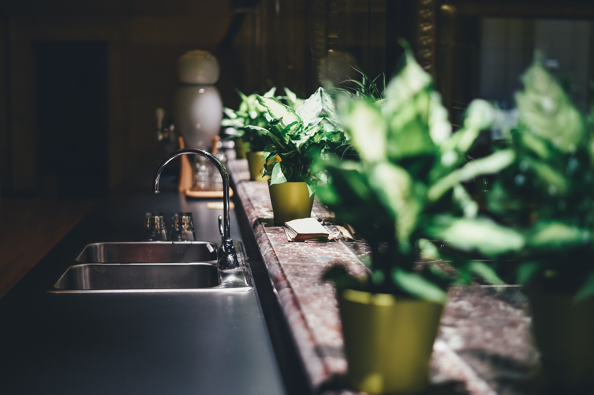 Plantas de interior que não precisam de luz