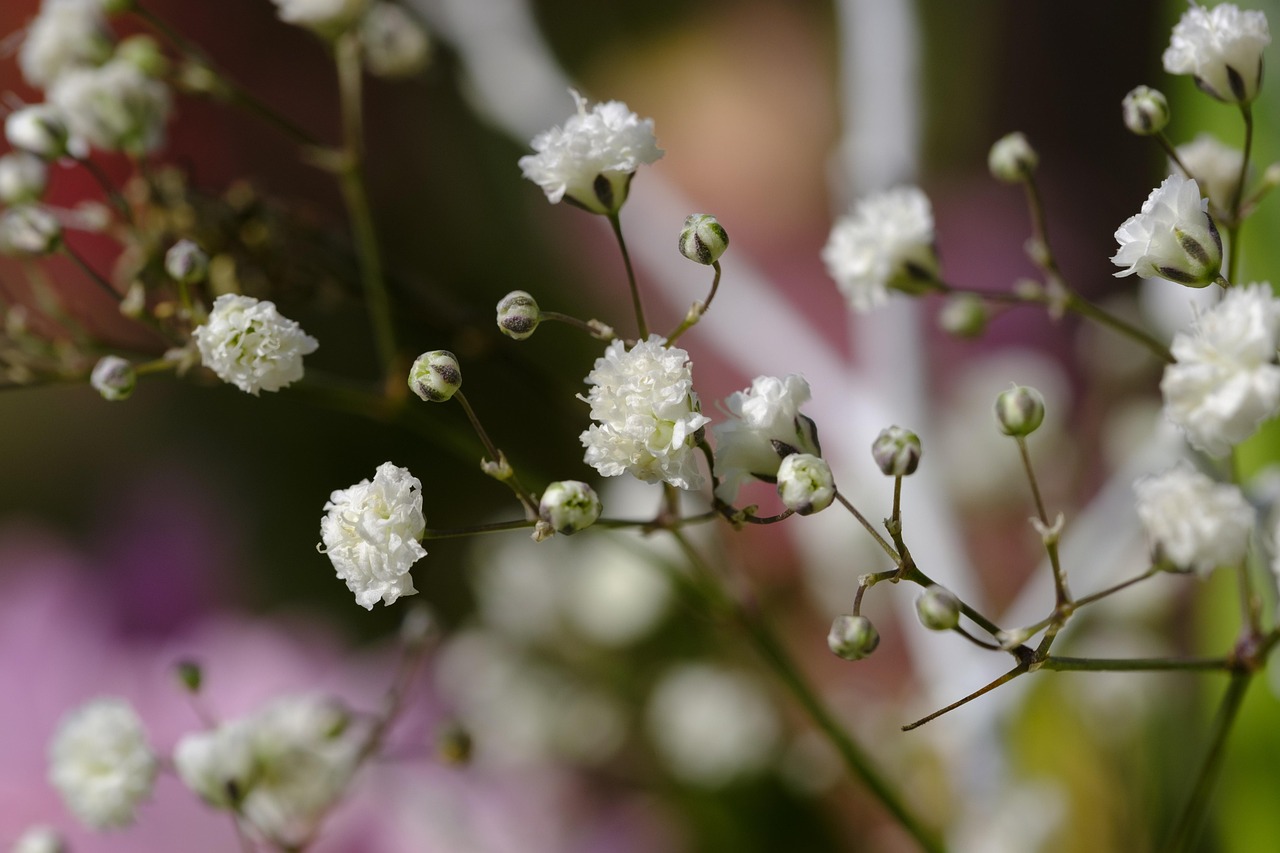 gypsophila 