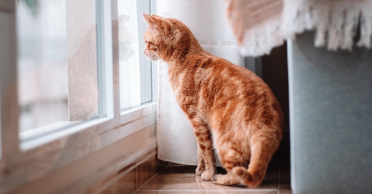Gattino guarda fuori dalla finestra