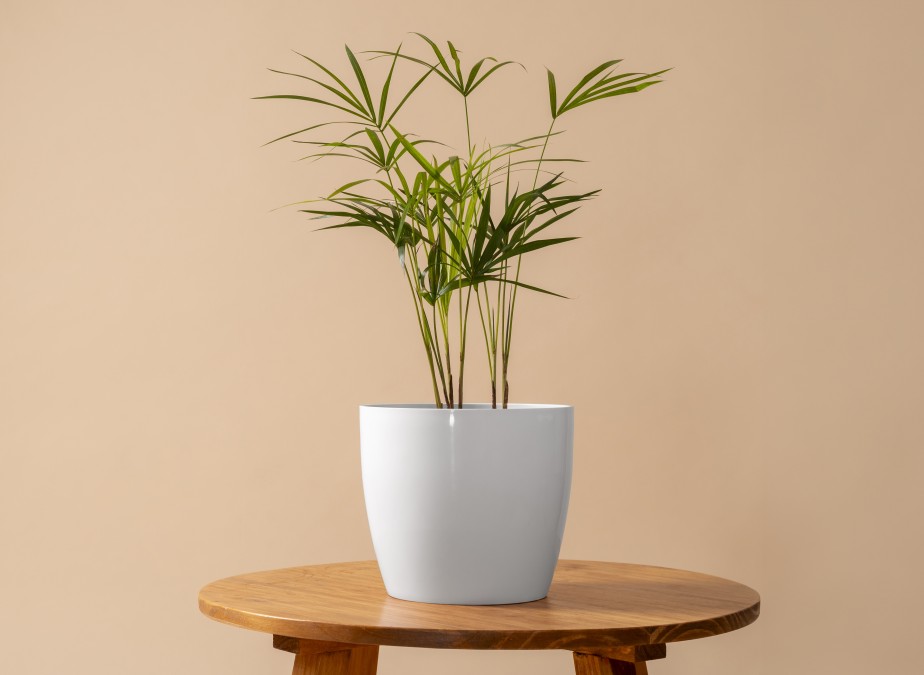 dracaena steudneri Dracaena Steudneri – Plant Studio main image 0