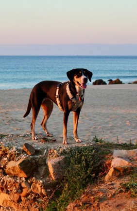 Stränder i Portugal och Spanien som tillåter husdjur