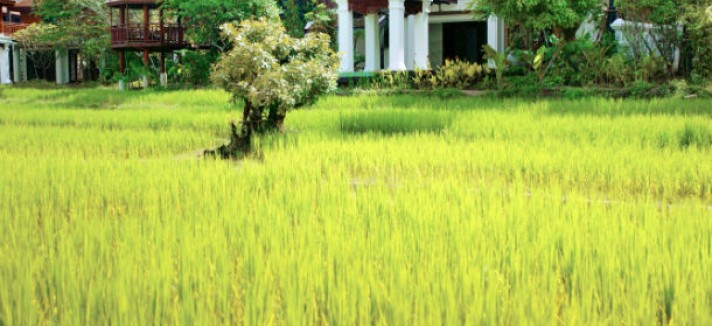 dhara_dhevi6_0