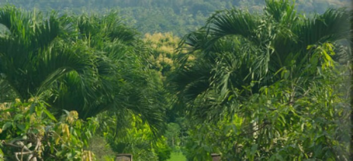 jiwo_borobudurview1_alb