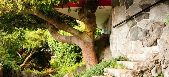 25-native-tree-below-royal-chalet.jpg.1024x0