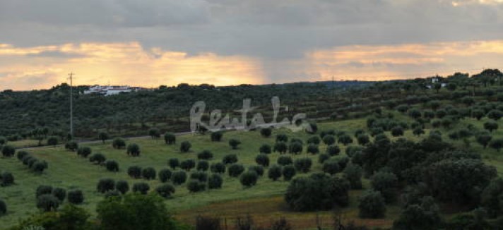 img1647983_g
