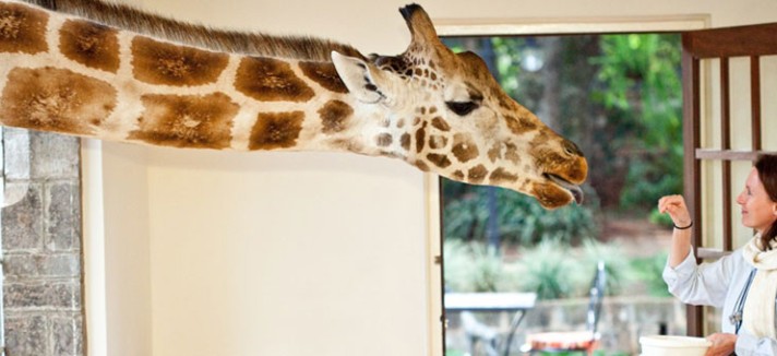 giraffe-manor3