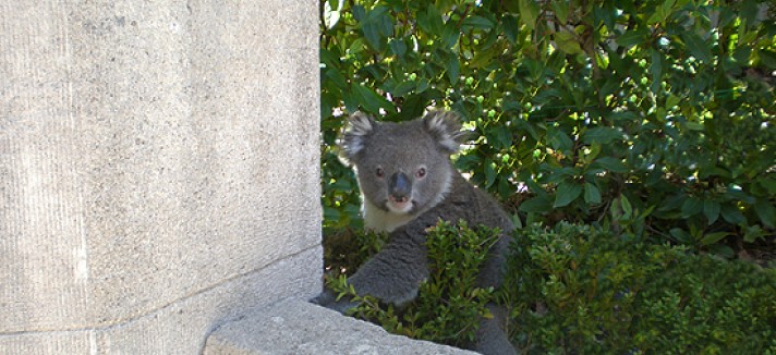 large_gallery_35152472_koala_in_the_garden_3264x2448