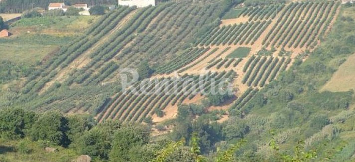 h.4119776.1070.680.0.ffffff.wm_.68339e38