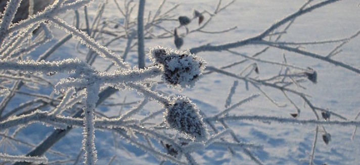 bow_river_ice_fog_and_hoar_frost