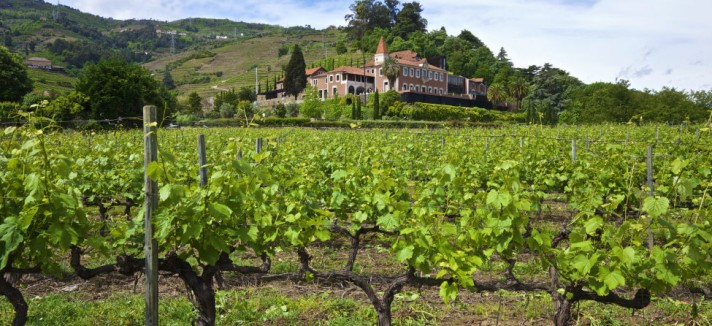 975x660_8-vineyard-villa-suite-2-bedrooms-1-bathroom_300x185