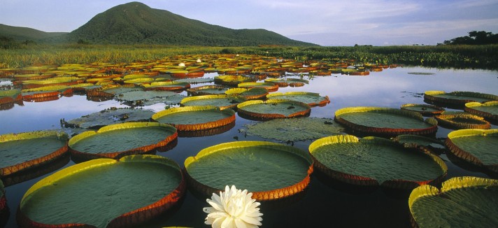 bosque-lluvioso-amazonas2