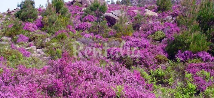 h.1099978.1070.680.0.ffffff.wm_.155ff262