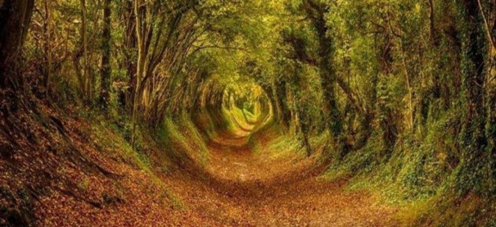 ashdown-forest-england