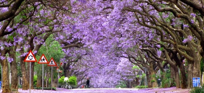 jacaranda-trees-south-africa