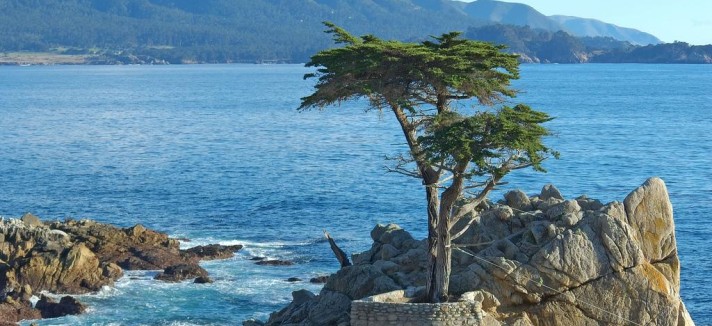 lone-cypress