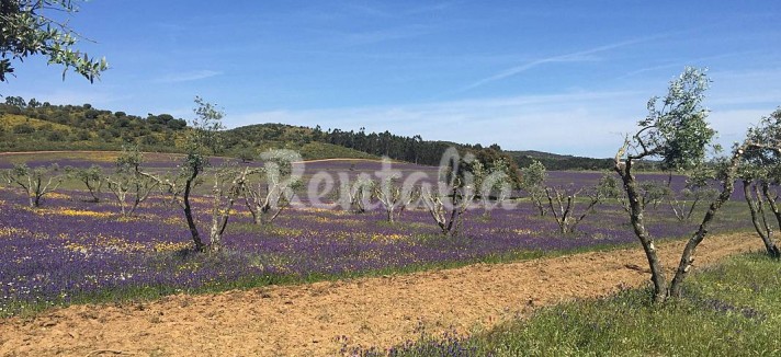 h.4341682.1070.680.0.ffffff.wm_.0b60f235