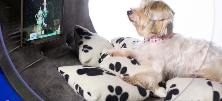 samsung-drem-doghouse-1.1910x1000-1