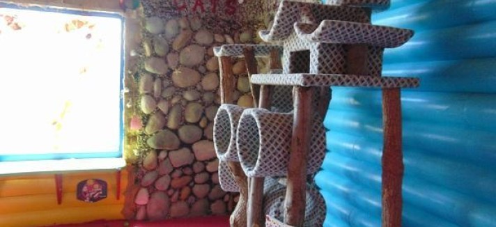 craziest-cat-house-ever-stanford-concho-arizona-10