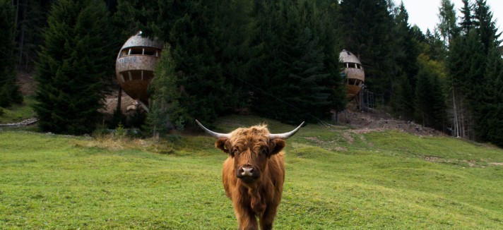 ph_cow