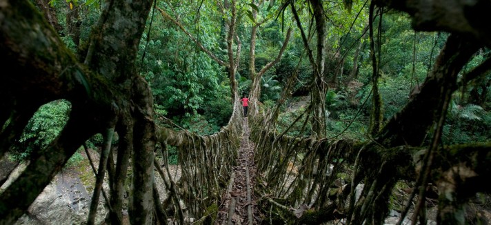 Living Root Bridge