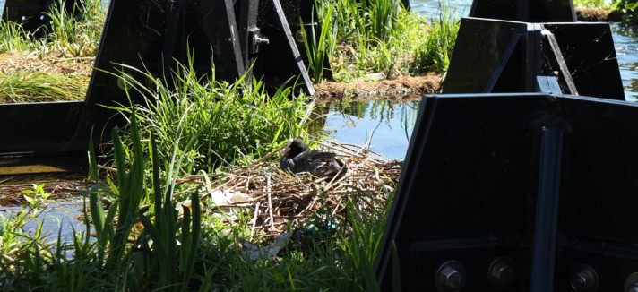 Um pato que descansa no seu ninho
