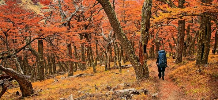 los_bosques_de_otono_patagonicos