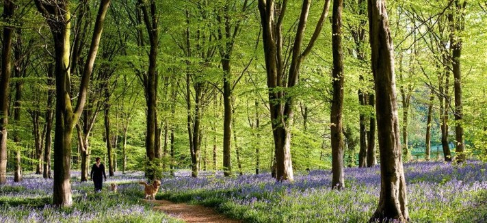 savernake_forest_la_campina_inglesa