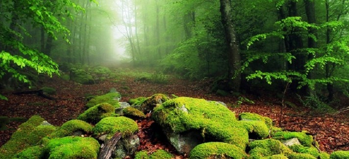 un_bosque_de_jade_en_nueva_zelanda