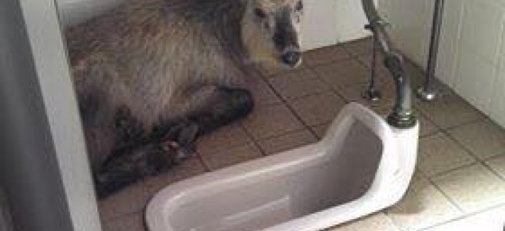 bano_con_cabra_incorporada