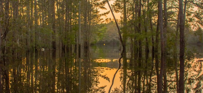bosque
