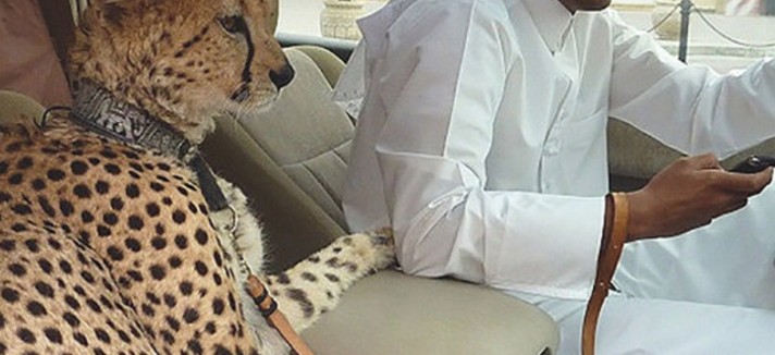 Sim, um leopardo...