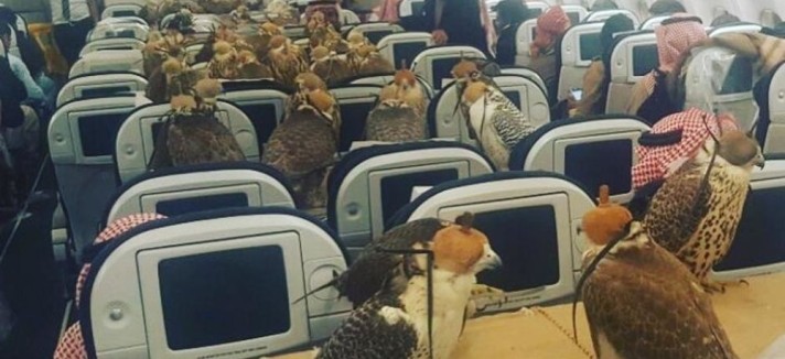 Um avião reservado para 80 falcões