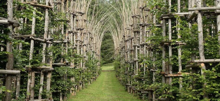Catedral Vegetal