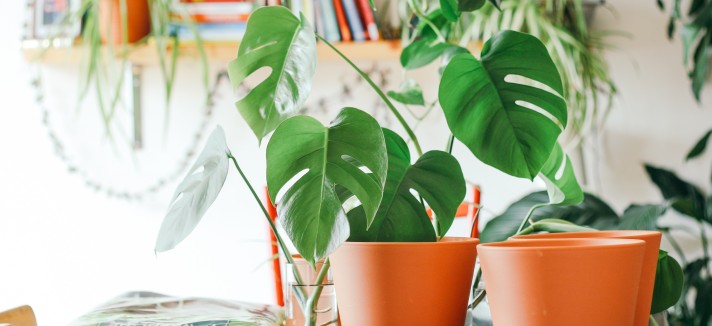 Costela de Adão ou Monstera Deliciosa