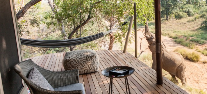 Imaginas-te a partilhar o quarto com elefantes?