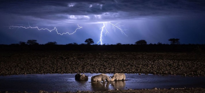 'Wildlife Under Lightning'