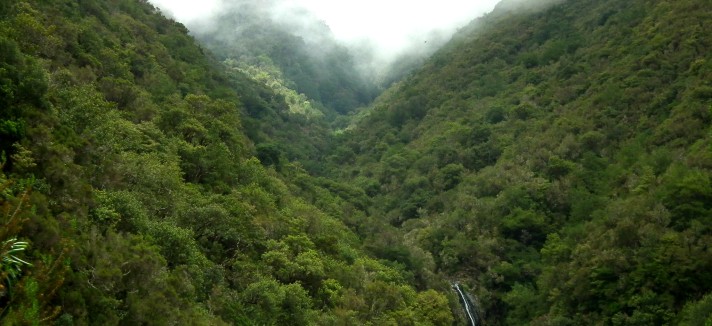 Floresta Laurissilva da Madeira