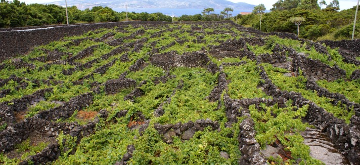 Vinhas do Pico
