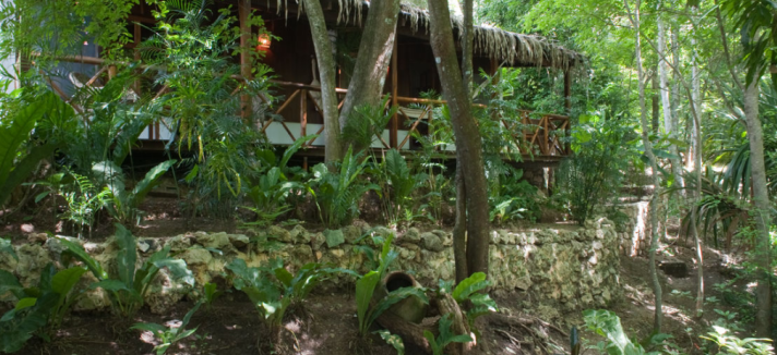 Uma fauna tropical
