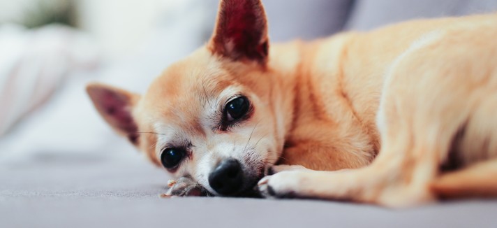 Chihuahua