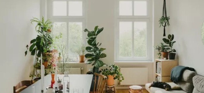As plantas dão vida à casa