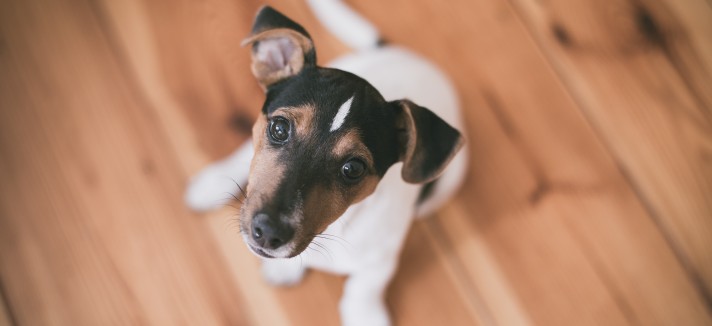 Jack Russell