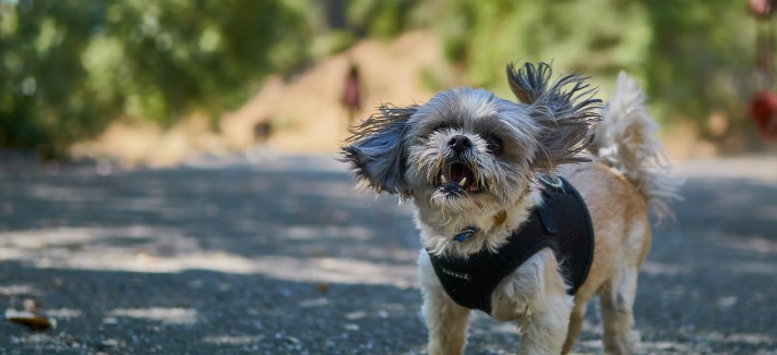 Shih Tzu