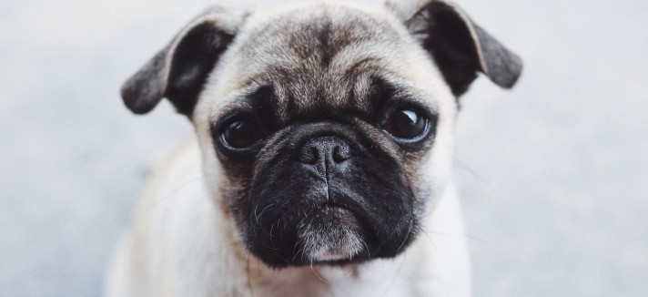 Pug