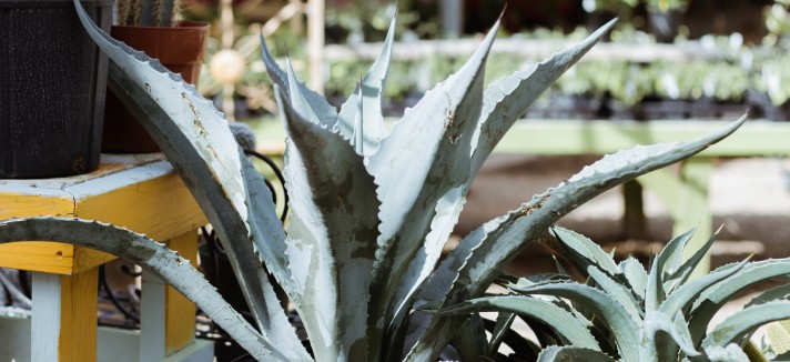 Agave, má energia