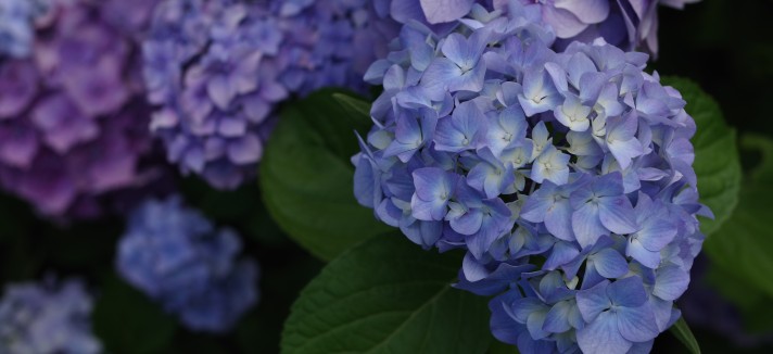 Hortênsias, má energia