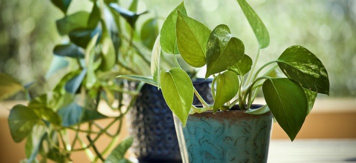 Pothos, absorve boa e má energia